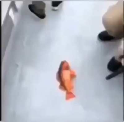 Hello f