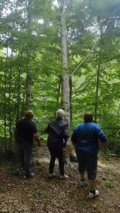 More wood than a person can handle