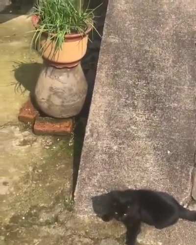 КОТятся.
