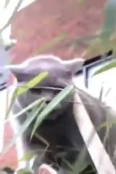 What a cute cat