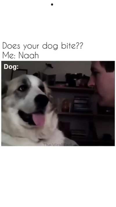 Does your dog bite😂