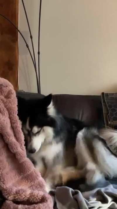 In her defense, he did steal that bone