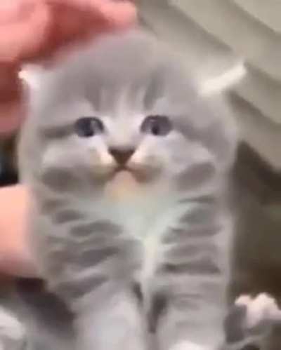 shitposting - Video #2501