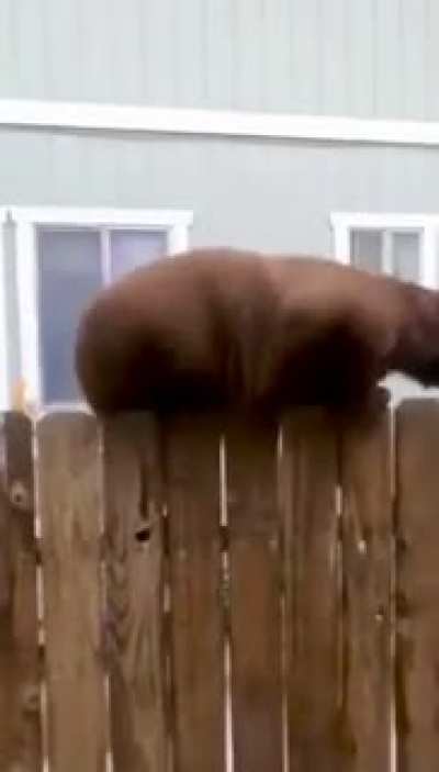 Russian Squirrel