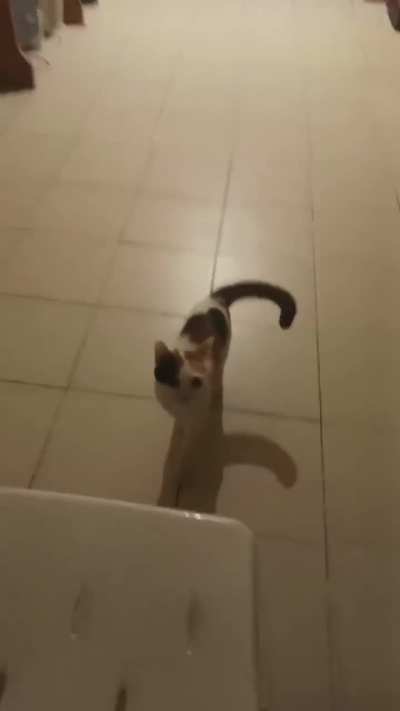 To jump and land on the chair