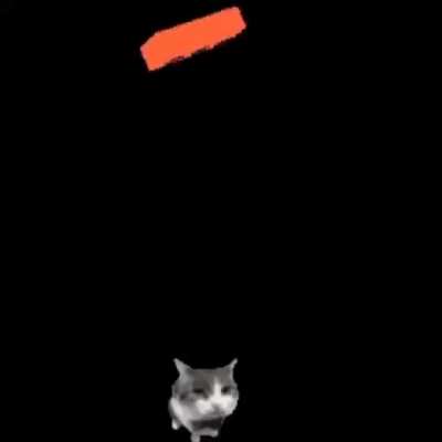 cat rule