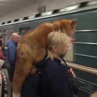 Firefox has gone mobile