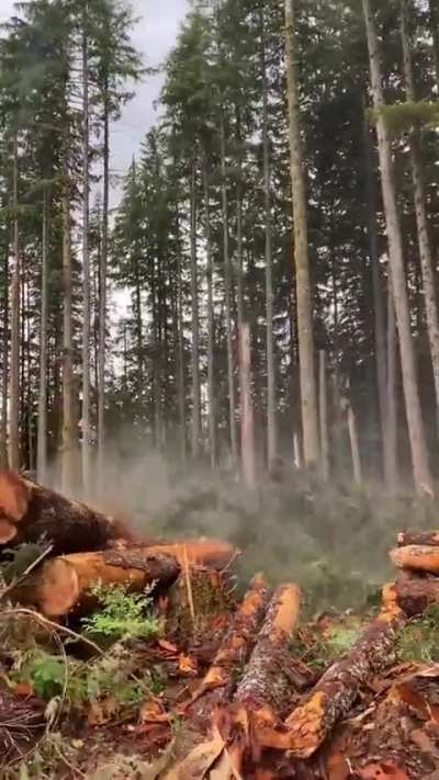 Timber time