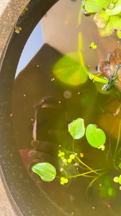 How make water in this Guppy pond crystal clear ?