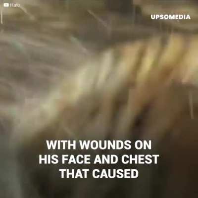 The most dangerous movie in history was filmed with more than 50 lions and wild animals in his house, and more than 70 people were injured during the filming.