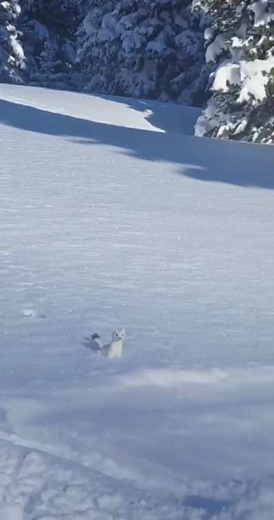 ❄️