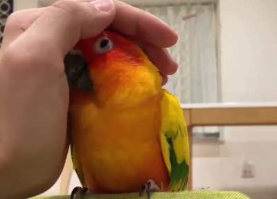 Attack! Wait.. I sorry fren