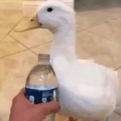 XD