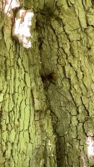 I’m super arachnophobic and didn’t notice the spider until it attacked the hornet