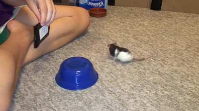 Oreo doing her 