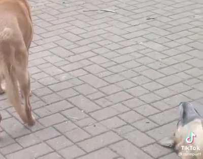 From Doggy to cowgirl
