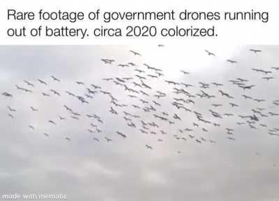 Birds aren’t real
