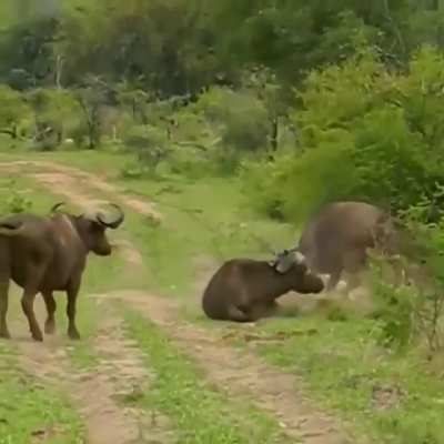 Buffalo flips a lion through the air in order to save it's friend at kruger national park