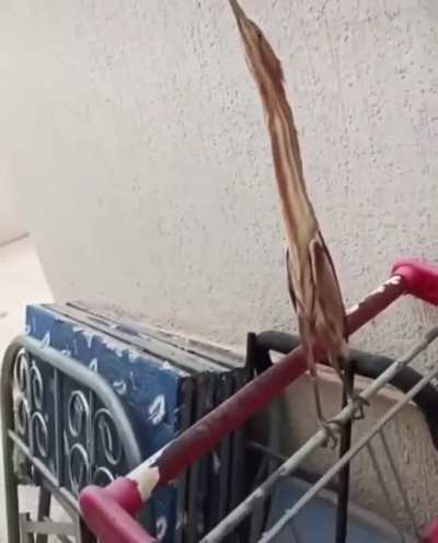 Выпь