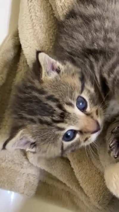 Saved a teenie tiny baby from my townhome community 🐾💕