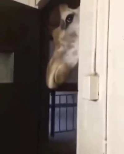 Hey! Are you going to give me?