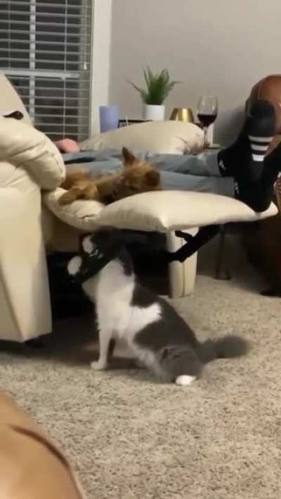 Котик