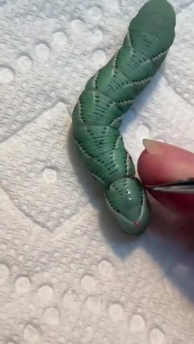 Awe, so glad they could help that poor little caterpillar!