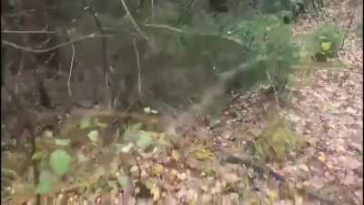 Close encounter with a bear