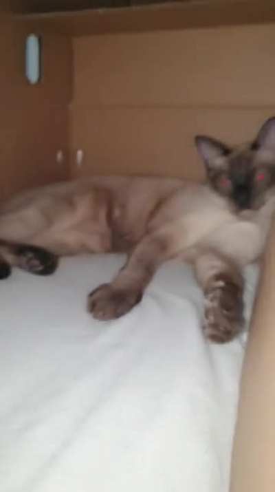 My cat looking too fine