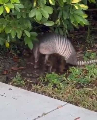 Not an animal, but a behavior I didn't know existed in these lil dudes!