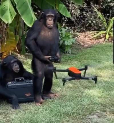 The random chimp event is coming