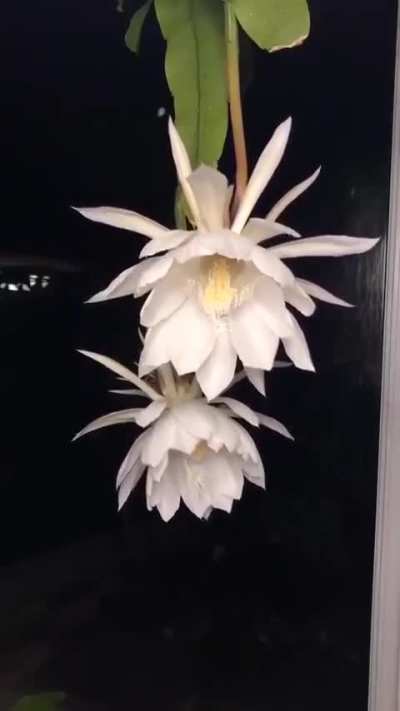 This flower is called 