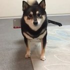 iNnOCenT dOGgER gEtS cUt iN hALf bY mAd mAn