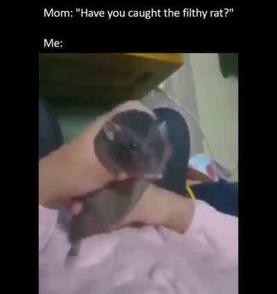 Rat