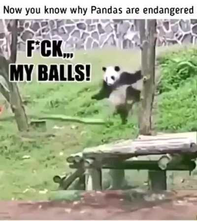 Gravity affects pandas to