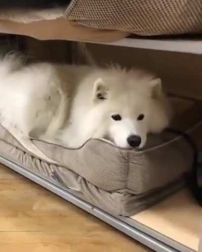He chose his bed.