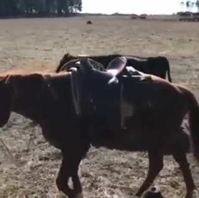 Horse protecting his cowboy during work