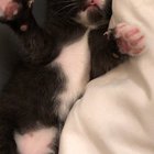 Deadly mittens