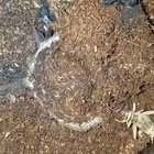 A trapdoor spider feeding