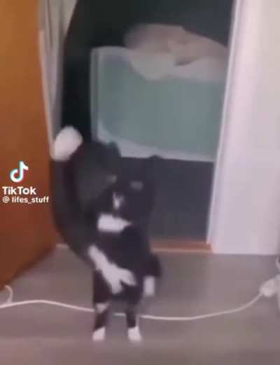 Blursed_kitty