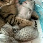 I love you mommy