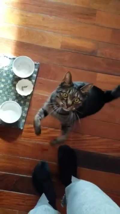 Cats in a nutshell