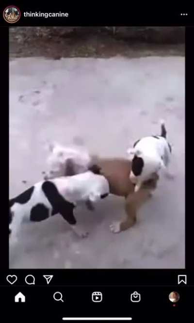 Five week old puppies showing genetic aggression.
