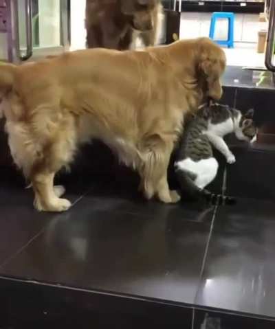 Don’t bring a dog to a cat fight…