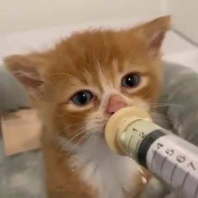 kitten ready for takeoff!