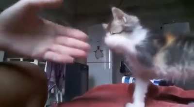 Paw Bump ; Yup
