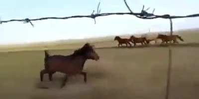 Ford mustand doing an expert drift
