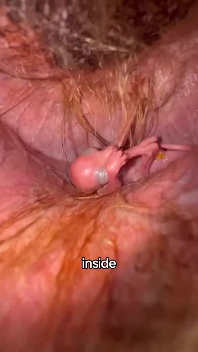 How a baby kangaroo grows up