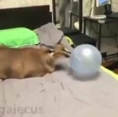 balloon