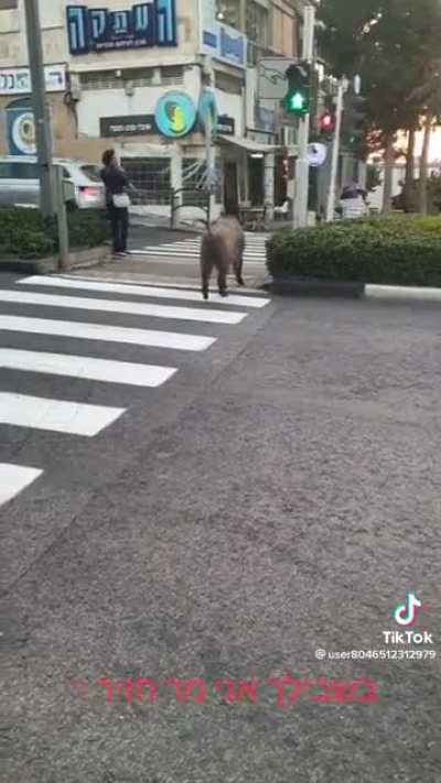 Why did the pig cross the road?